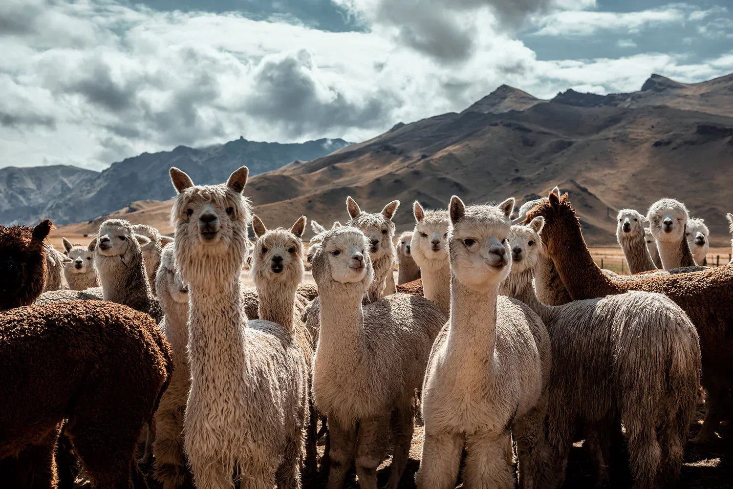 100% Baby Alpaca